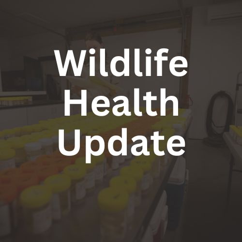 Wildlife Disease update tile